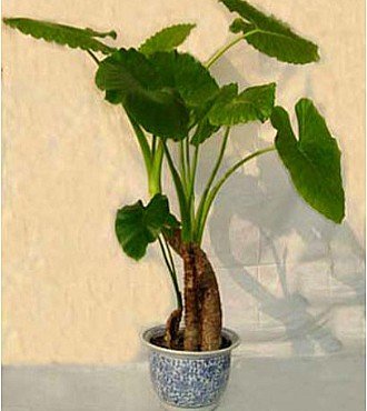 生日鲜花