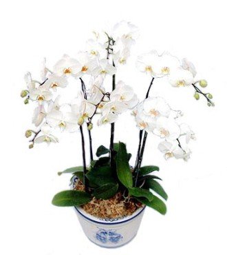 生日鲜花